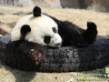 Shanghai-Taubertalperser-Panda-wait-for-me