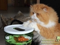 Catit-Futterturm-06-Taubertalperser