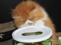 Catit-Futterturm-08-Taubertalperser