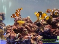 Interzoo_Taubertalperser 019