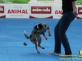 Animal-2018-Taubertalperser-Hunde-01