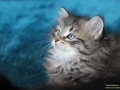 Animal-Taubertalperser-02