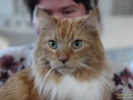 Animal-Taubertalperser-04