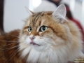 Animal-Taubertalperser-05