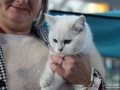 Animal-Taubertalperser-06