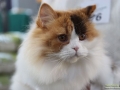Animal-Taubertalperser-11