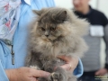 Animal-Taubertalperser-12