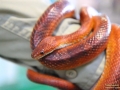 Animal-Taubertalperser-15