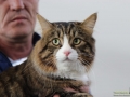 Animal-Taubertalperser-17