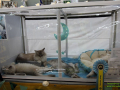 Animal-2022-12
