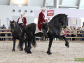 Animal-2022-Pferd