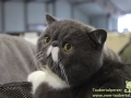 Arena-of-Cats-2018-Taubertalperser-04