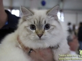 Arena-of-Cats-2018-Taubertalperser-07