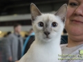 Arena-of-Cats-2018-Taubertalperser-107