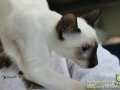 Arena-of-Cats-2018-Taubertalperser-14