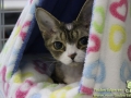 Arene-of-Cats-Taubertalperser-Rene-Bohn05