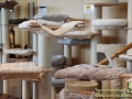 Arena-of-Cats-004