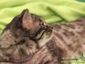 Arena-of-Cats-006