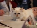 Arena-of-Cats-007