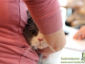 Arena-of-Cats-008
