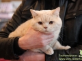 Arena-of-Cats-010