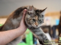 Arena-of-Cats-011