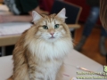Arena-of-Cats-012