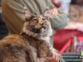 Arena-of-Cats-014