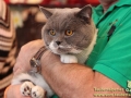 Arena-of-Cats-016