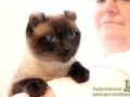 Arena-of-Cats-017
