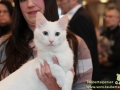 Arena-of-Cats-018
