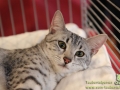 Arena-of-Cats-019