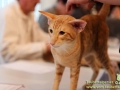 Arena-of-Cats-021