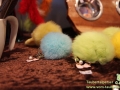 Arena-of-Cats-023