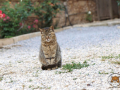 Arkadi-Katze-01