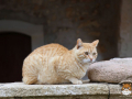 Arkadi-Katze-02