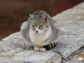 Arkadi-Katze-03