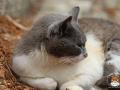 Arkadi-Katze-04