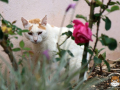 Arkadi-Katze-05
