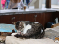 Rethymno-Katze-02