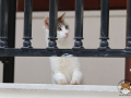 Rethymno-Katze-08