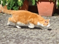 Purzel_02