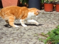 Purzel_03