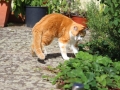 Purzel_04