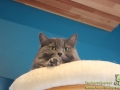 Cats-Cafe-Taubertalperser-04