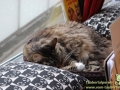 Cats-Cafe-Taubertalperser-05