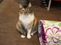 Cats-Cafe-Taubertalperser-08