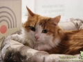 Cats-Cafe-Taubertalperser-10