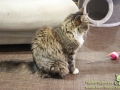 Cats-Cafe-Taubertalperser-11
