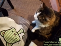Cats-Cafe-Taubertalperser-14